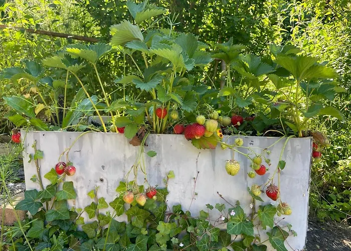 Murmure De La Foret Bains-les-Bains